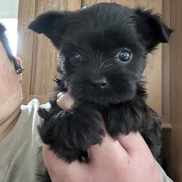 Cora - Black and tan female Yorkshire Terrier puppy in Rochester, New York from Tnt Yorkies and Cosmic corgis