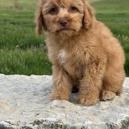 Alyssa - Red female Cockapoo puppy in Connersville, Indiana from MoonShine Babies