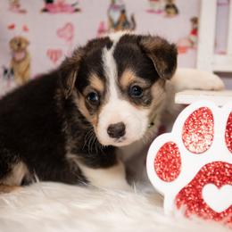 Lime - Black and tan male Pembroke Welsh Corgi puppy in Dobson, North Carolina from Clover S Farm