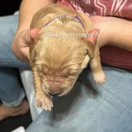 Golden Retriever Puppies from Golden Kiss Retrievers