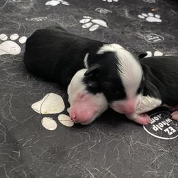 Australian Shepherd Puppies from Lil' Blue Blessings