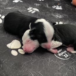 Australian Shepherd Puppies from Lil' Blue Blessings