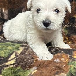 Boy3 - White male West Highland White Terrier puppy in Scurry, Texas from Karen Williams's West Highland White Terriers