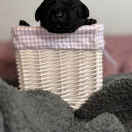 Labrador Retriever Puppies from Tripp Labradors