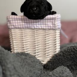 Labrador Retriever Puppies from Tripp Labradors