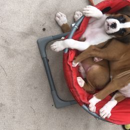 Boxer Puppies from FarMore Boxers