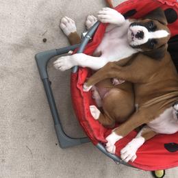 Boxer Puppies from FarMore Boxers