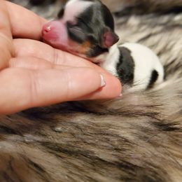 Chihuahua Puppies from Pretty Little Chis