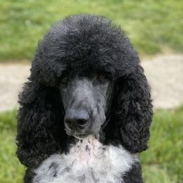 Song - Poodle