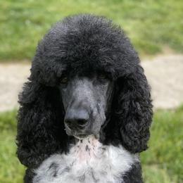 Song - Poodle