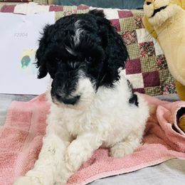 Poodle Puppies from RP Bar Ranch Royal Poodles and Doodles