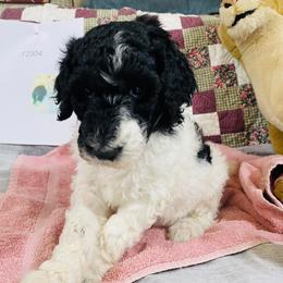 Poodle Puppies from RP Bar Ranch Royal Poodles and Doodles