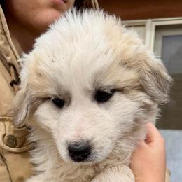 Veronica- green - Badger female Colorado Mountain Dog puppy in Cotopaxi, Colorado from Once Upon A Moose (OUM)