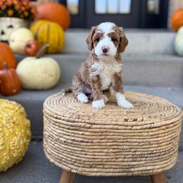 Mary Sanderson - Red  female Goldendoodle puppy in Springville, Utah from JW Doodles