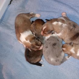 Shetland Sheepdog puppies from Fancypants Shetland Sheepdogs