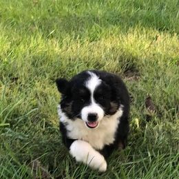 Miniature Australian Shepherd Puppies from Barbed Circle C Mini Aussies