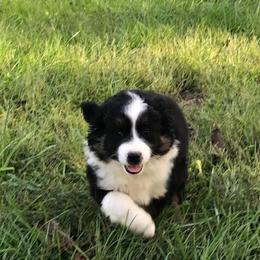 Miniature Australian Shepherd Puppies from Barbed Circle C Mini Aussies