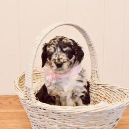 Goldendoodle Puppies from Tuxedo Mountain Doodles