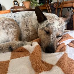 Australian Cattle Dog All Grown Up from Hope Heelers (Australian Cattle Dogs)