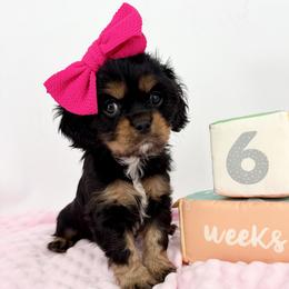 AKC Champion-Sired Merry - Black and tan female Cavalier King Charles Spaniel puppy in Louisville, Kentucky from Ali-Mae Cavalier King Charles Spaniels