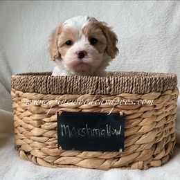 Cavapoo Puppies from Pinewood Cavapoos