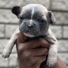French Bulldog Puppies from Mid Coast Frenchies