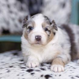 BMF - Blue merle female Australian Shepherd puppy in Elkton, Tennessee from Riverlook Australian Shepherds