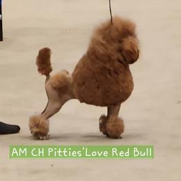 Red Bull - Poodle