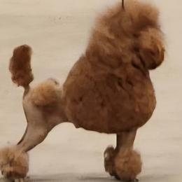 Red Bull - Poodle
