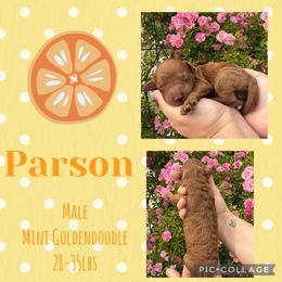 Parson - Red  male Goldendoodle puppy in Chattanooga, Tennessee from Scenic City Doodles
