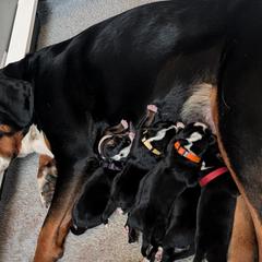 Boy 1 - Black, white and red male Greater Swiss Mountain Dog puppy in Reinholds, Pennsylvania from Stonebridge Swissies