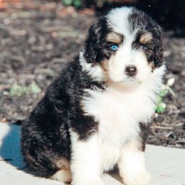 Sydney - Black tri-color Aussiedoodle puppy in Ohio from Tranquil Doodles