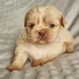 Finn - Cream and white male Shih Tzu puppy in Sapulpa, Oklahoma from Faith Hope and Love Shih Tzu's
