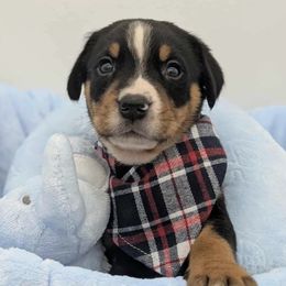 Blue boy - Black, white and red male Greater Swiss Mountain Dog puppy in Hockessin, Delaware from Simply Swissies