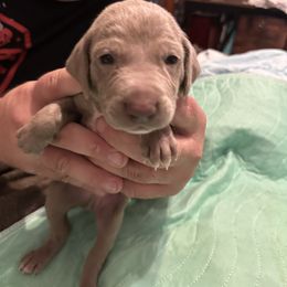 Lime - Silver gray male Weimaraner puppy in Aitkin, Minnesota from Whispering’s GunDogs