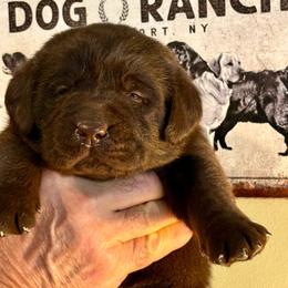 Girl 1 - Chocolate female Labrador Retriever puppy in Davenport, New York from New England Premier English Labradors