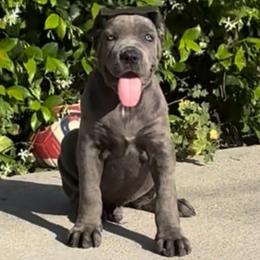 Grey 2 - Gray male Cane Corso puppy in California from Donato Kennels