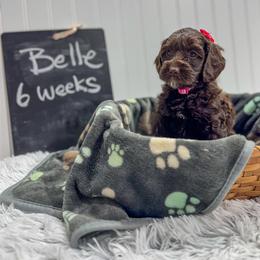 Girl 1 - Chocolate female Australian Labradoodle puppy in Avon, Indiana from Forever Friends Labradoodles