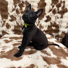 Girl 5 - female Belgian Malinois puppy in Midway, Georgia from C4MALINOIS