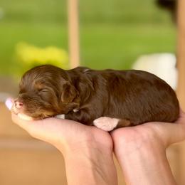 Hazel - Red tri-color female Aussiedoodle puppy in Eastman, Georgia from Dood B Ranch