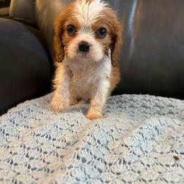 Henry - Blenheim male Cavalier King Charles Spaniel puppy in Athens, Georgia from Sandy Cross Kennels