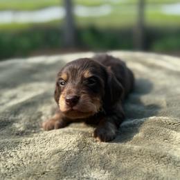 Bear - Chocolate and cream male Dachshund puppy in Woodbine, Georgia from Coastal Bluff Pups