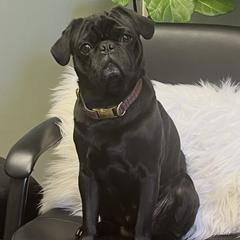 Hanky - Pug