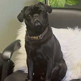 Hanky - Pug