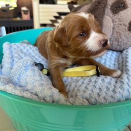 Pecan - Red  male Goldendoodle puppy in Chino Valley, Arizona from Bass Creek Doodles