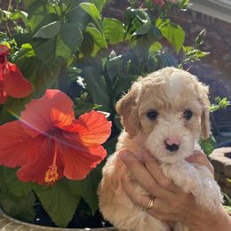 Sheepadoodle Puppies from Sarah Pearl’s Mini Sheepadoodles