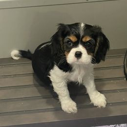 Cavalier King Charles Spaniel Puppies from Meant To Be Cavalier King Charles Spaniels