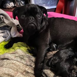 Pugs from Patten Pugs