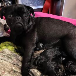 Pugs from Patten Pugs