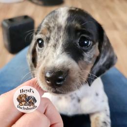 Poppy - Dapple female Dachshund puppy in Hoquiam, Washington from Heyd's Mini Dachshunds